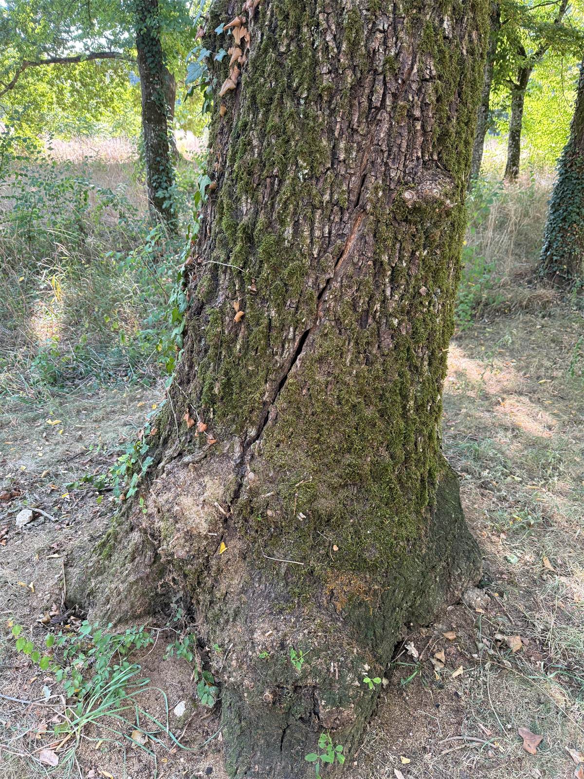 Fissure observée sur un tronc