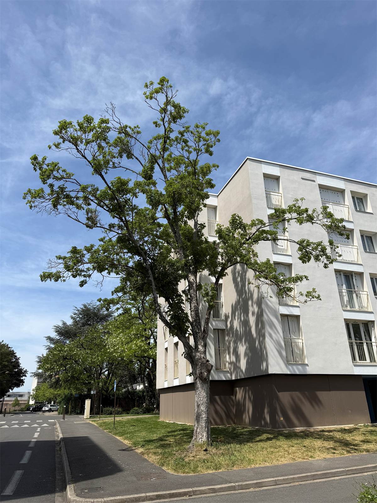 Houppier présentant des signes de dépérissement