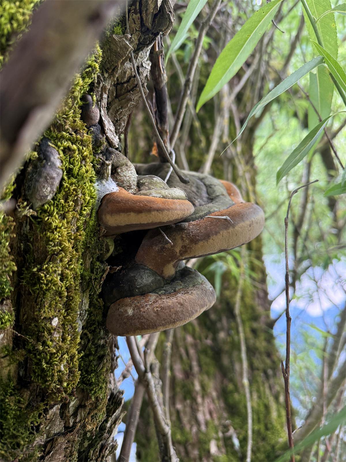 Fructification de champignon lignivore sur un arbre