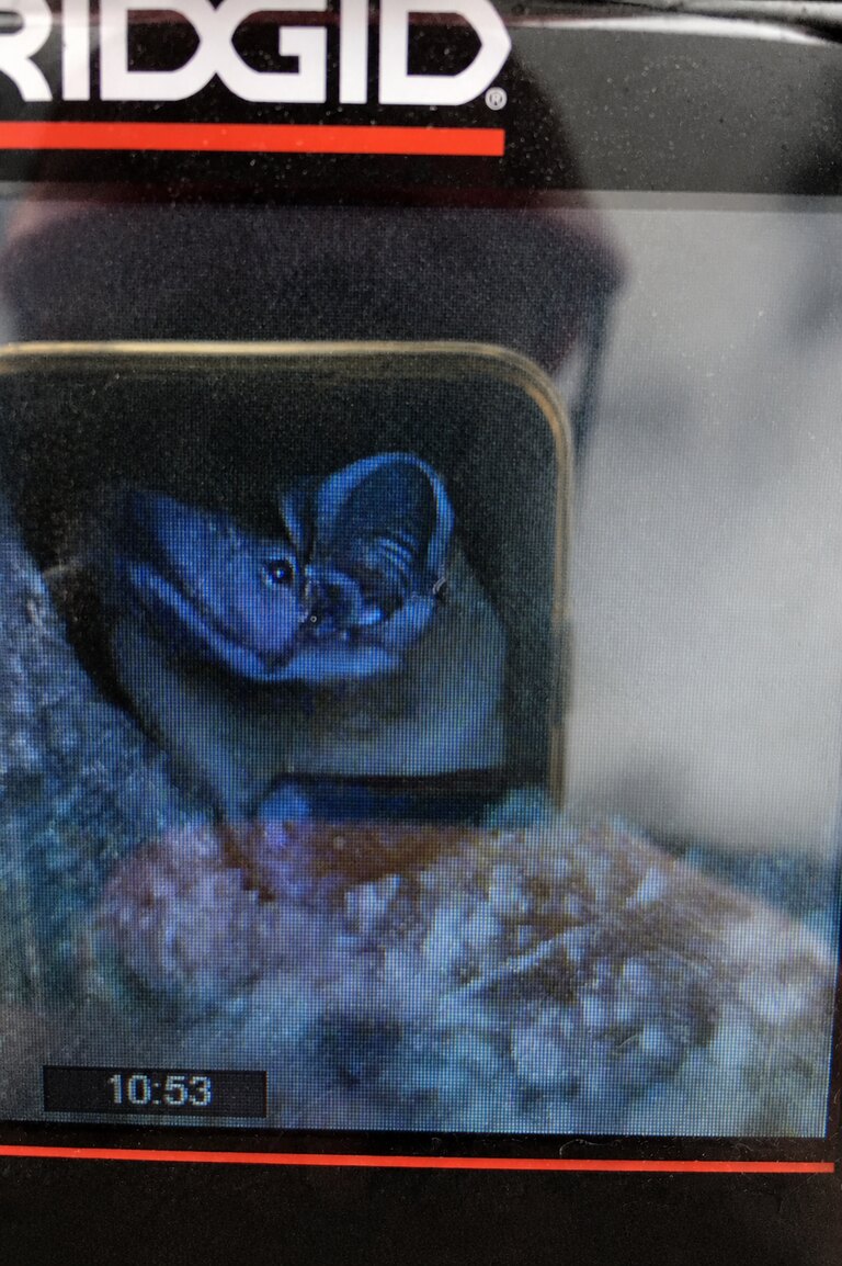 Chauve-souris observée dans une cavité au moyen d’une caméra d’inspection