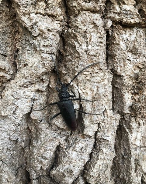 Grand Capricorne (Cerambyx cerdo) observé sur l’écorce d’un arbre