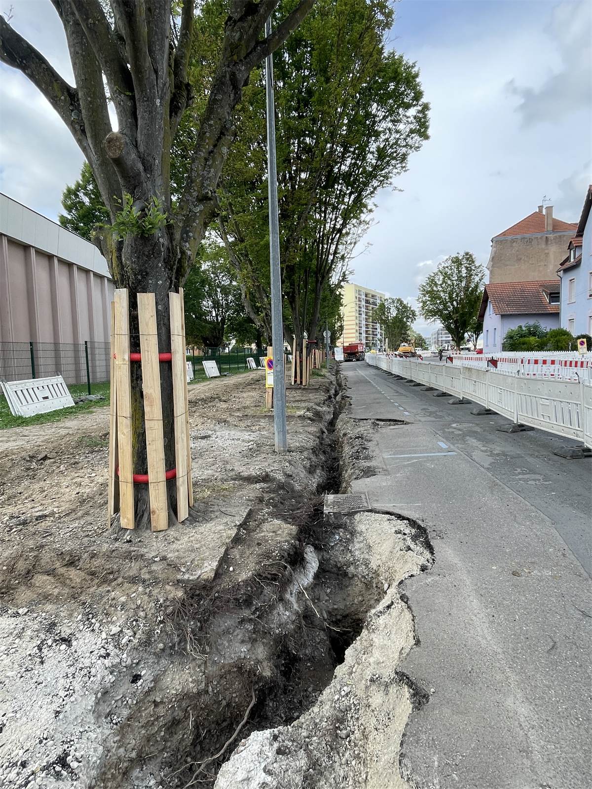 Excavation localisée au collet et autour des racines