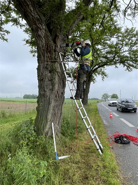 Expert arboricole réalisant une expertise approfondie sur un tronc depuis une échelle