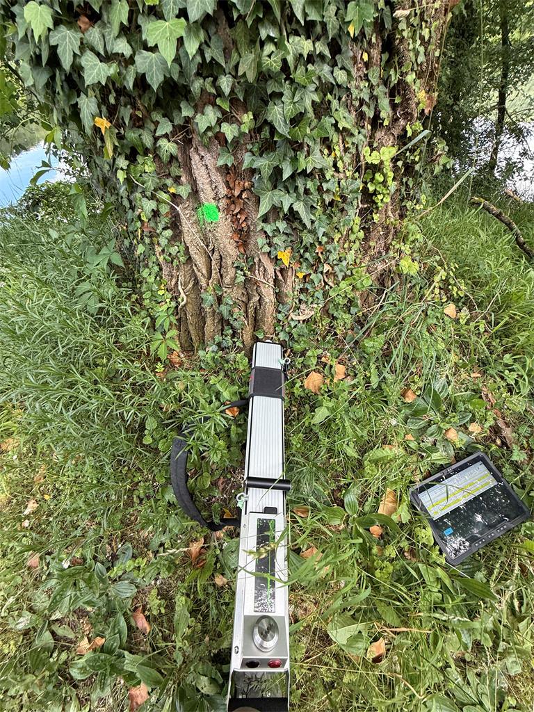 Expertise au résistographe sur un arbre