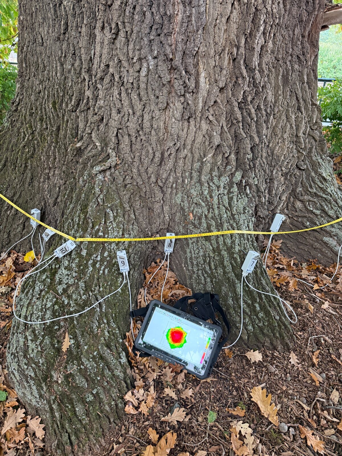 Tomographie acoustique au collet d’un arbre avec résultat affiché sur l’écran de terrain