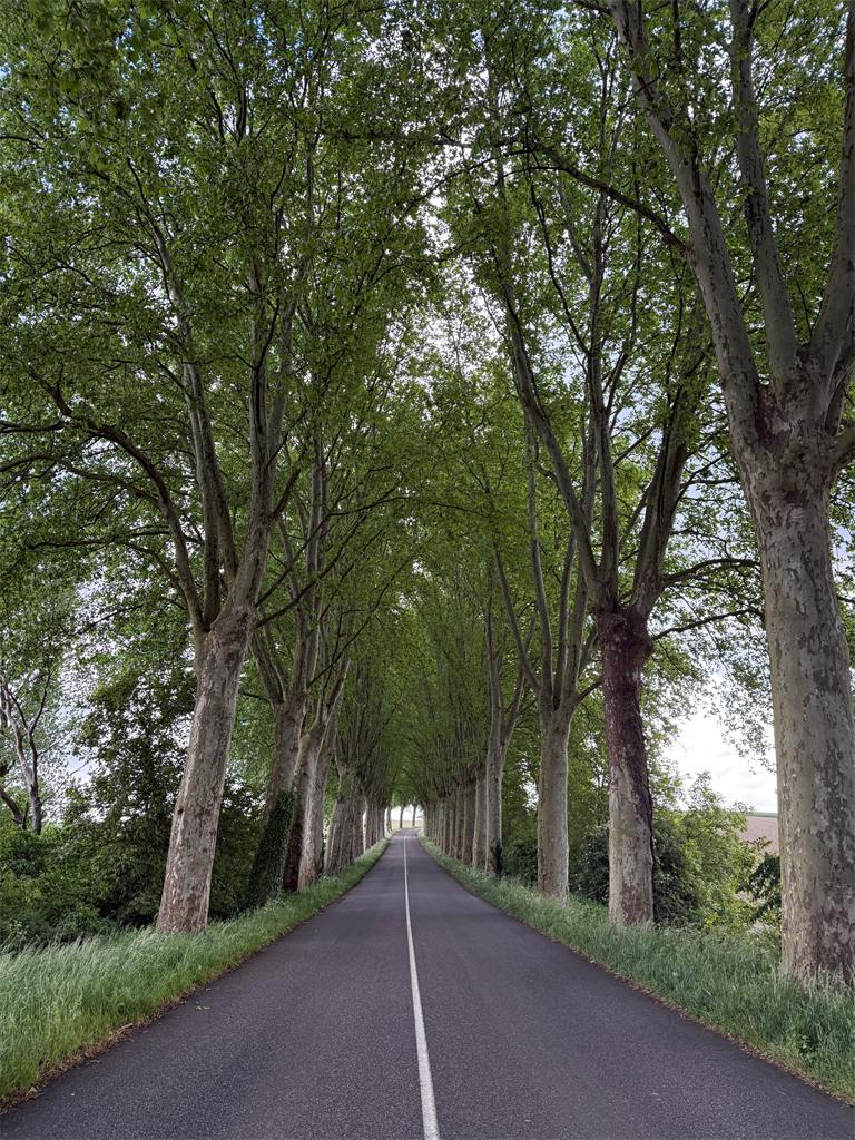 Alignement d’arbres observé lors d’une mission d’inventaire