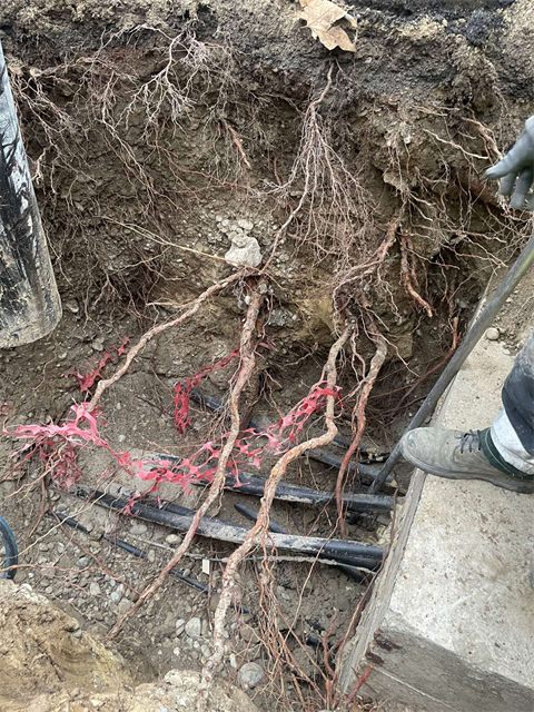 Étude racinaire lors de travaux à proximité d’un arbre