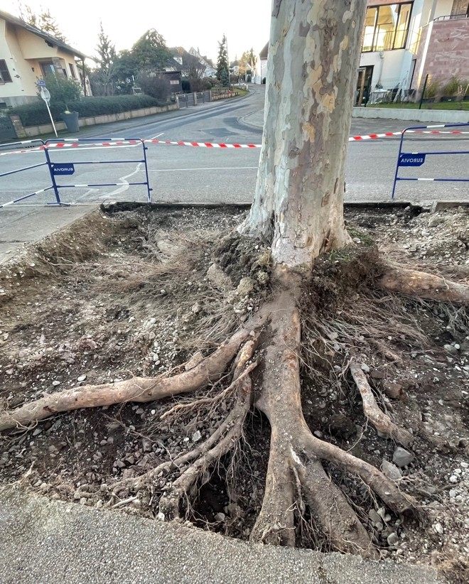 Étude des impacts racinaires lors de travaux de voirie à proximité d’un arbre